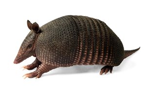 armadillo