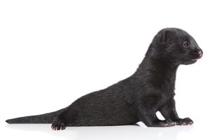 mink