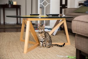 the cat is under the table