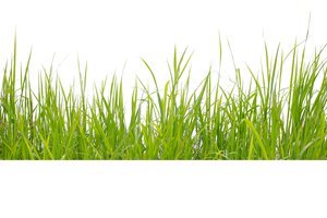 pasture