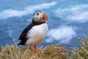 puffin