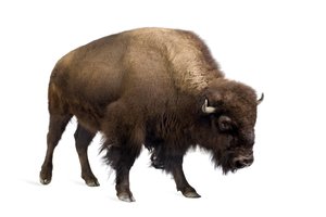 el bisonte