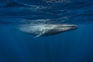 la ballena