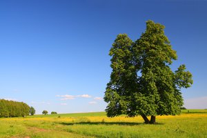 lime tree