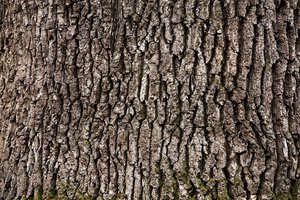 bark