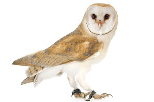 barn owl