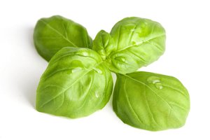 basil