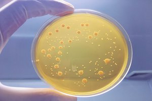 bacterium