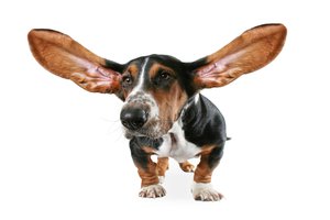 big-eared