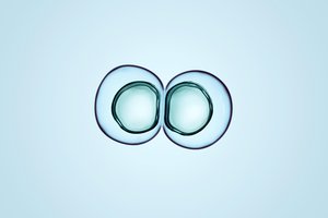 zygote
