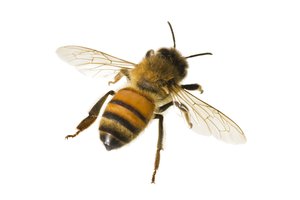 la abeja
