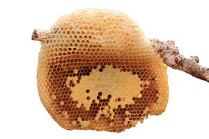 beehive