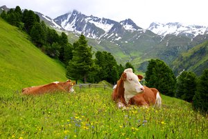 la vaca