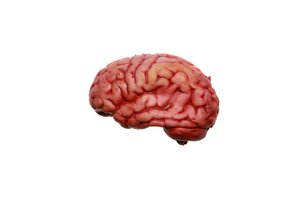 el cerebro