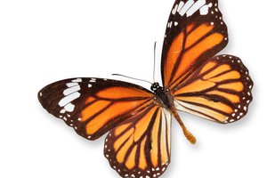 la mariposa
