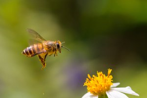 buzz