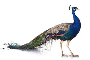 peacock