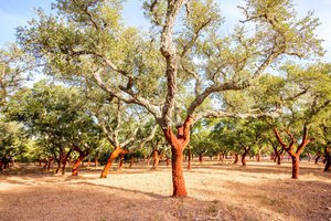 cork oak