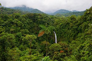 The Costa Rican forest is protected by the central government.