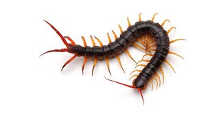 centipede