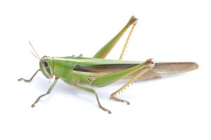 grasshopper