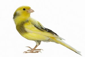 canary