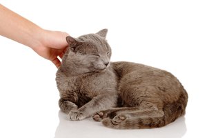 to pet