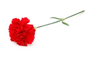 carnation
