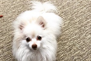 el perrito
