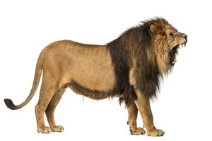 to roar