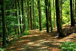 el bosque