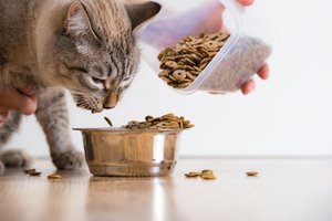 dar de comer al gato