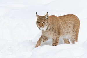 lynx