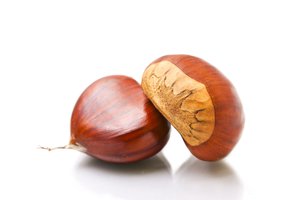 chestnut
