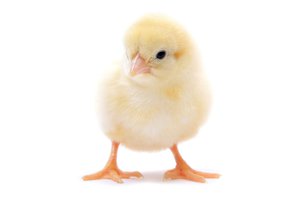 el pollito, la pollita