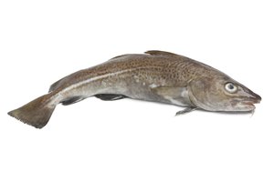 el bacalao