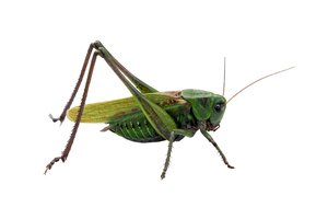 cricket