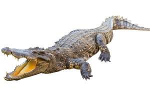 el cocodrilo