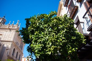Spanish lime