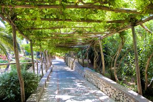 grape arbor