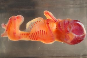 embryo