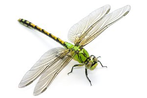 la libélula