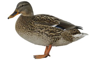 el pato