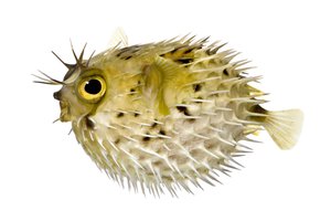 puffer fish