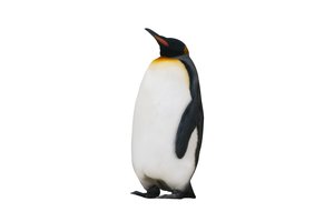 el pingüino