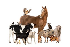 las aves de corral