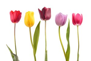 tulip