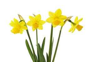 daffodil