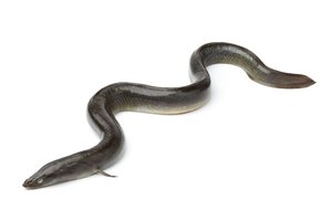 la anguila