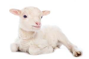 lamb